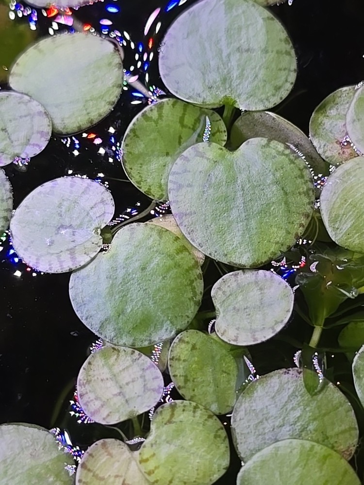 Live Aquarium Plant Water Quality Bundle – Guppy Grass, Frogbit & Java Moss