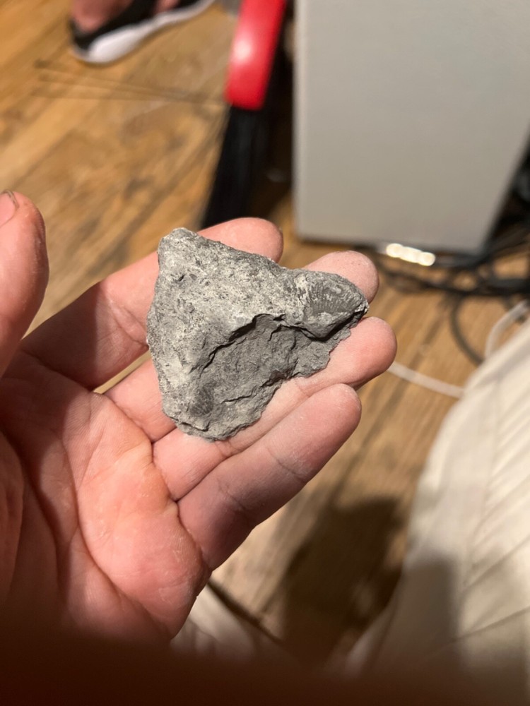fossils other