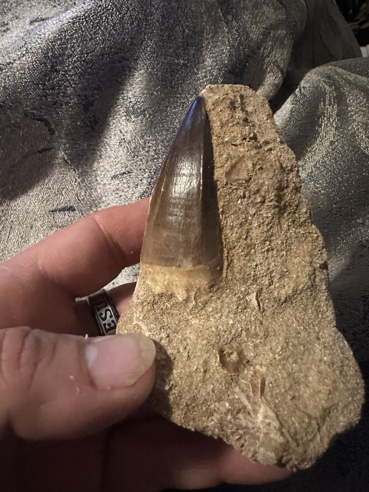 Mosasaur Tooth In Matrix