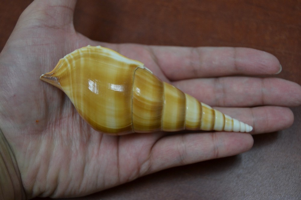 TIBIA CURTA SEA SHELL BEACH CRAFT DECOR 4 1/2" - 5" #7928