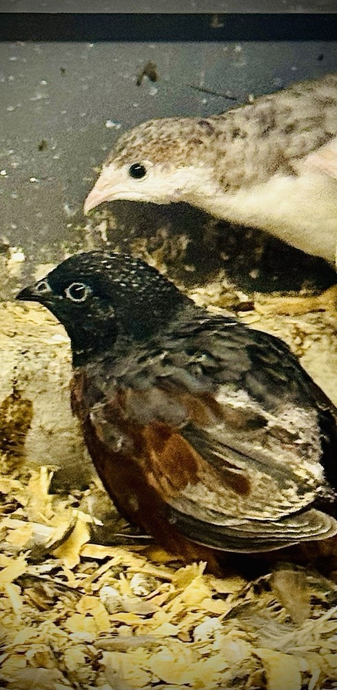 40+ Button Quail Hatching Eggs Multiple Colors