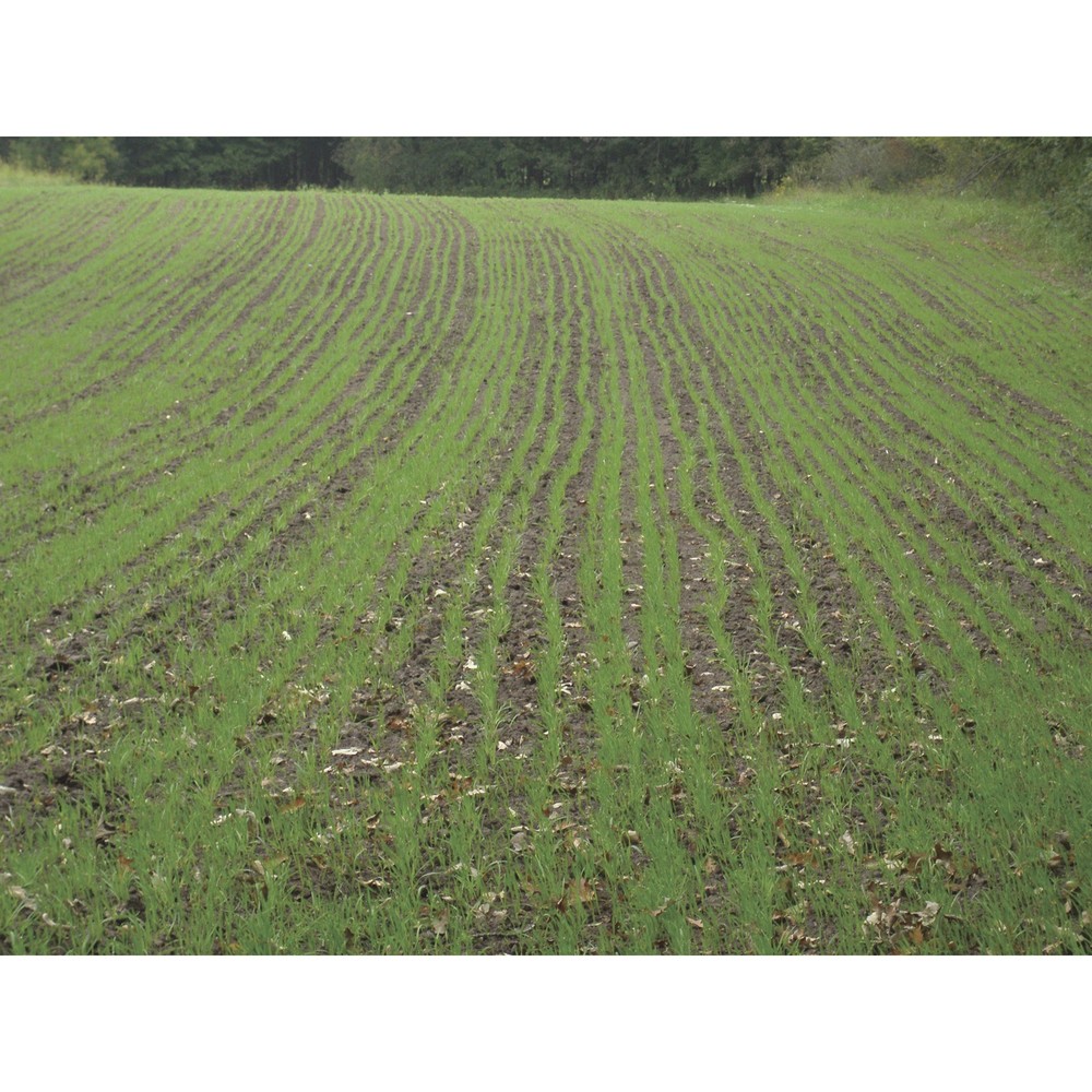 Field Tuff 3-Pt. Crop Seeder - 60in. Width, 10 Rows, Adjustable Seed Slots,