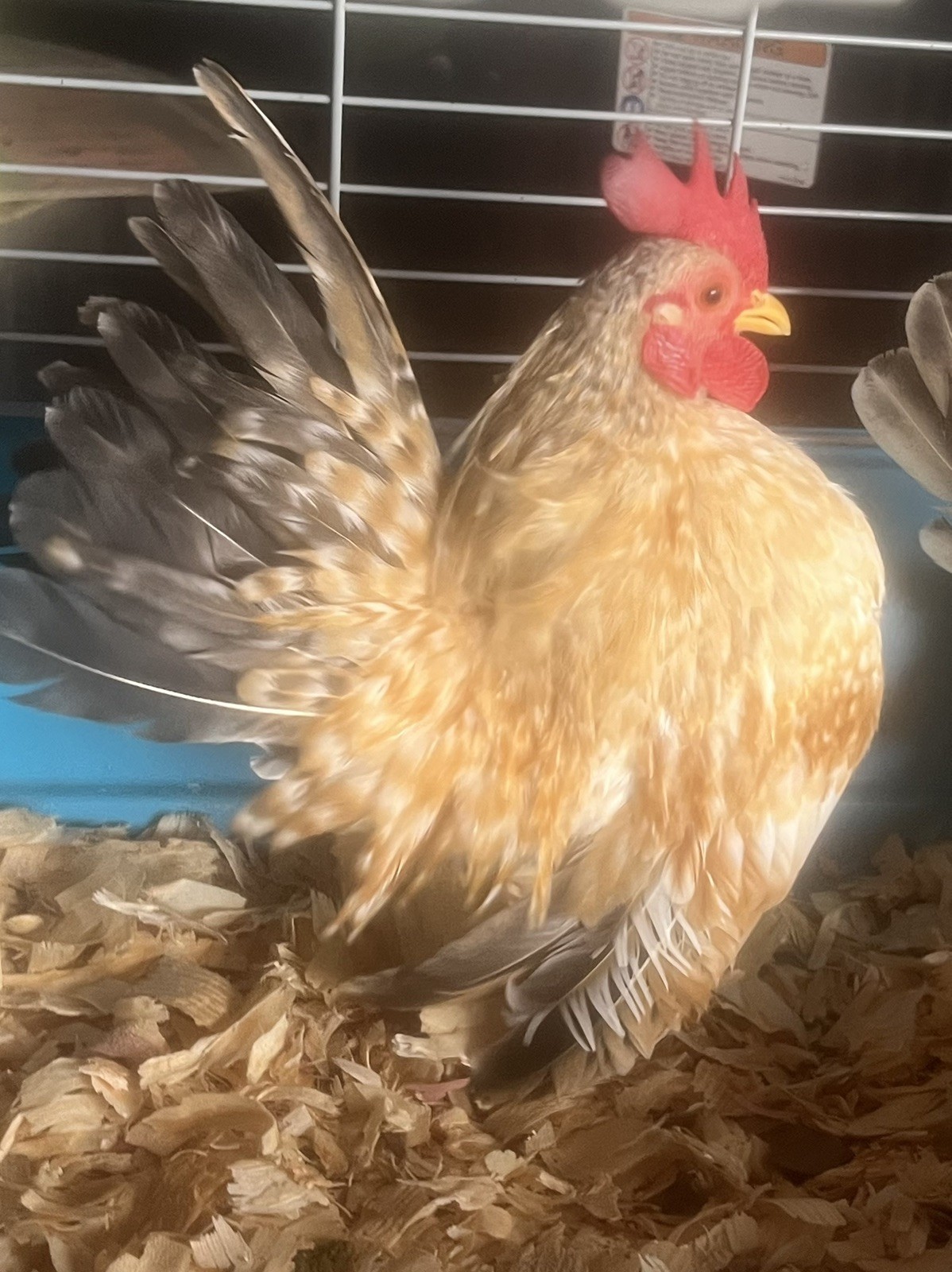 Small/Micro SERAMA Eggs One dozen Eggs