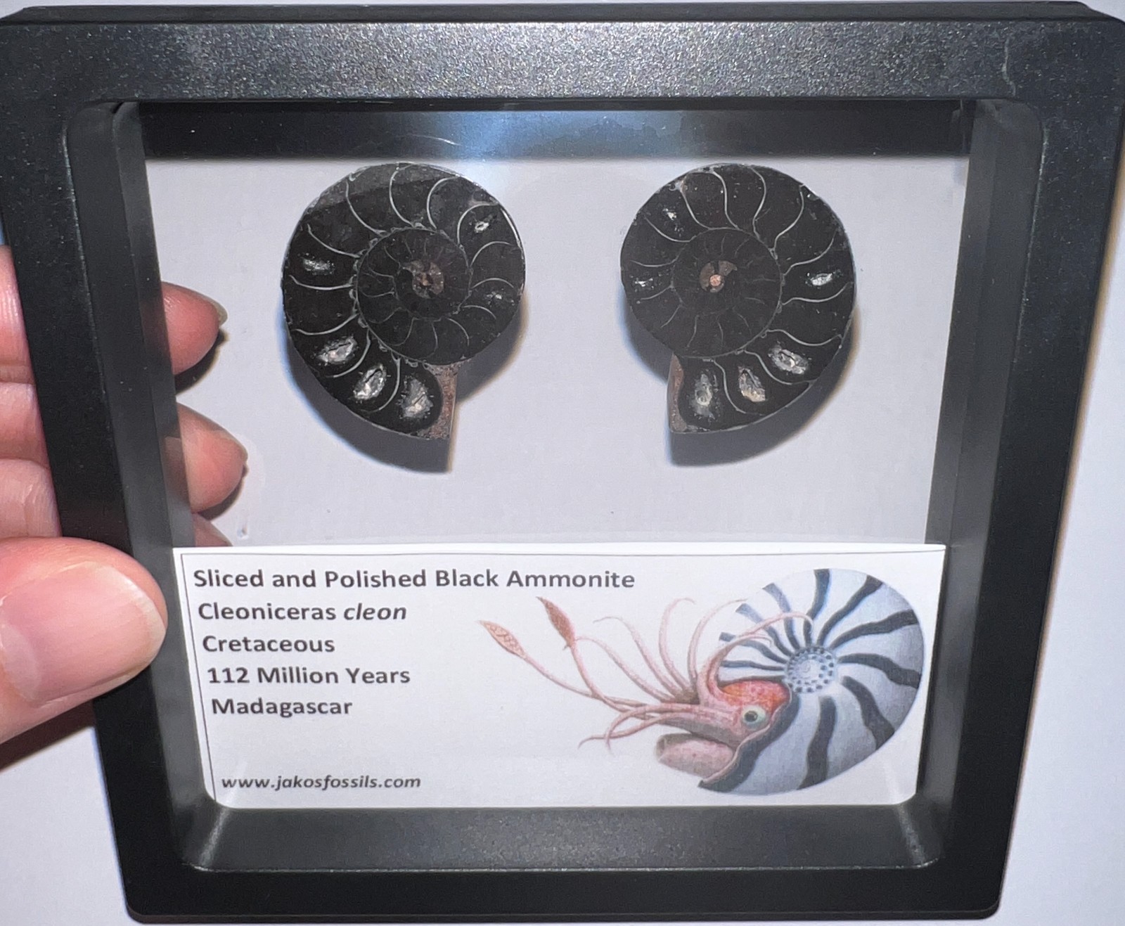 SUPER RARE Sliced Framed BLACK AMMONITE Lot Dinosaur Era Fossil One Per Order