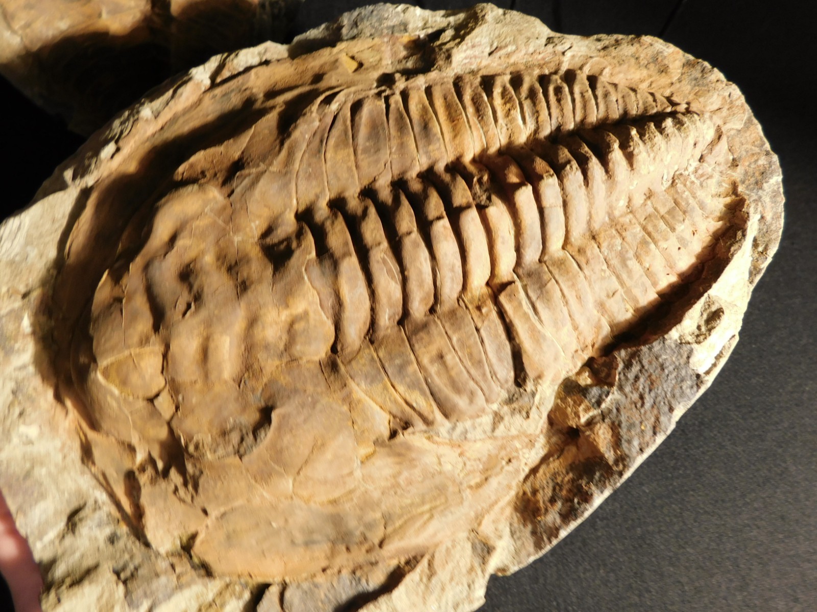 HUGE! 530 Million Year OLD! Andalusiana Trilobite Fossil Anif Morocco 3242gr