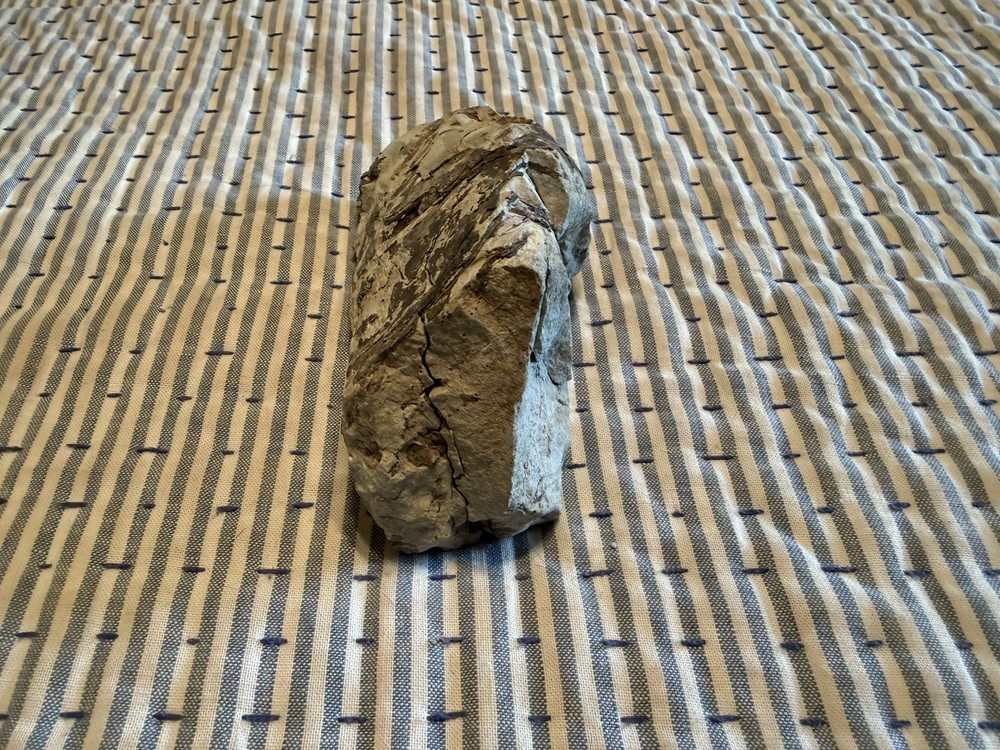 Fossilized Fish Skull With Teeth