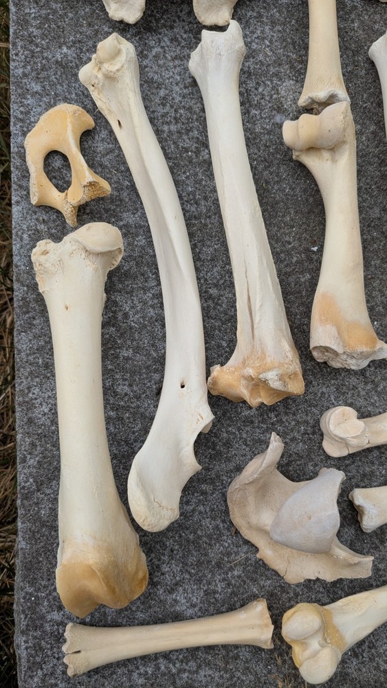 Bone Lot Farm NoBleach NoBoil NEED DEGREASE 30pc NaturallyDeceased MIX long bone