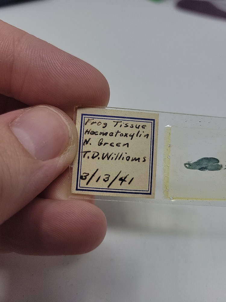 Vintage Microscope Slide 1941