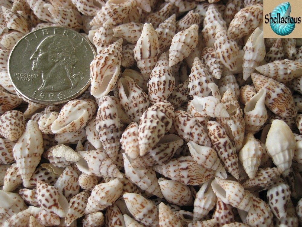 1/3 CUP SPOTTED NASSARIUS TINY SEA SHELLS -5/8" & Under - Great for crafting