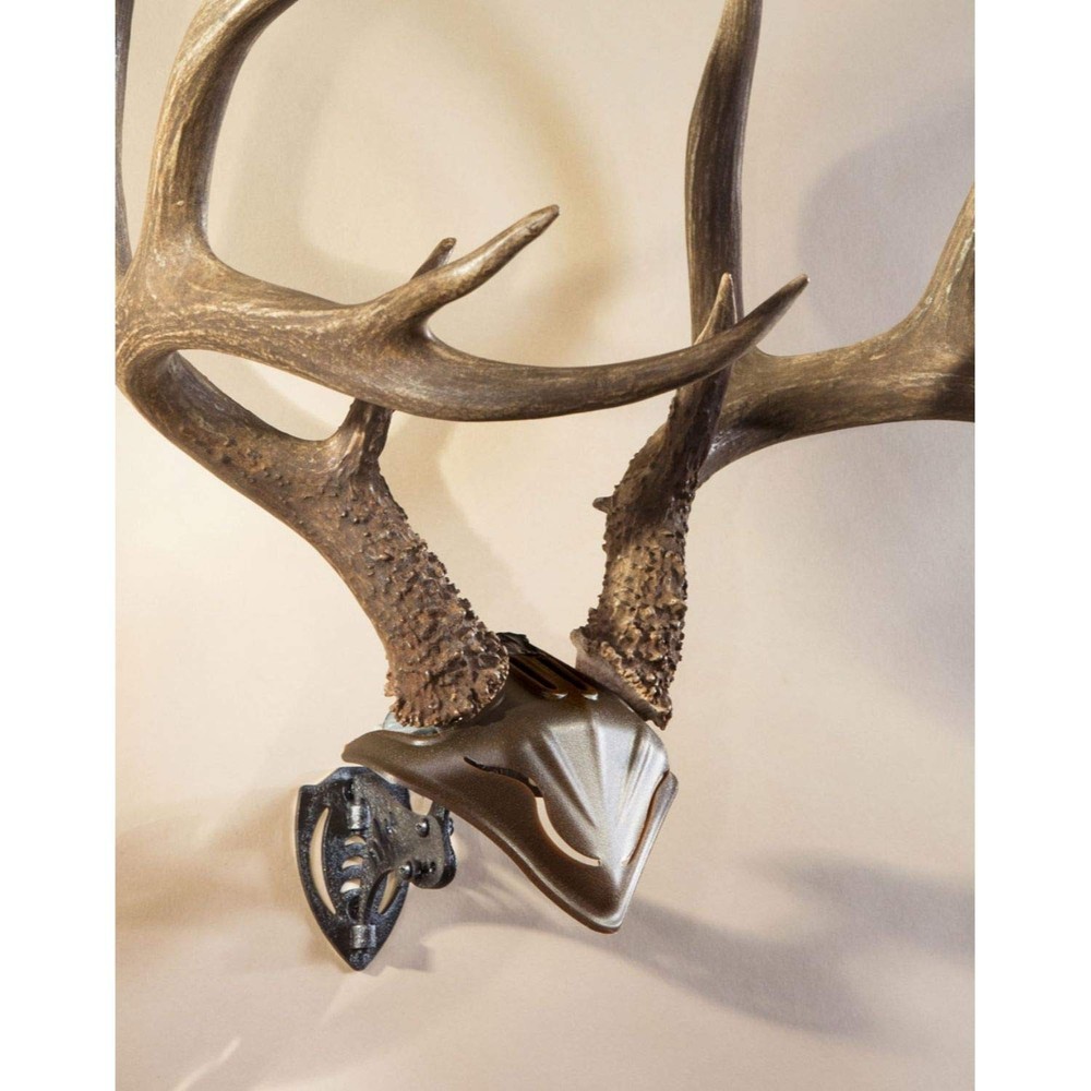 European Trophy Skull Mount Bracket with Cap  Ideal for Displaying Capped