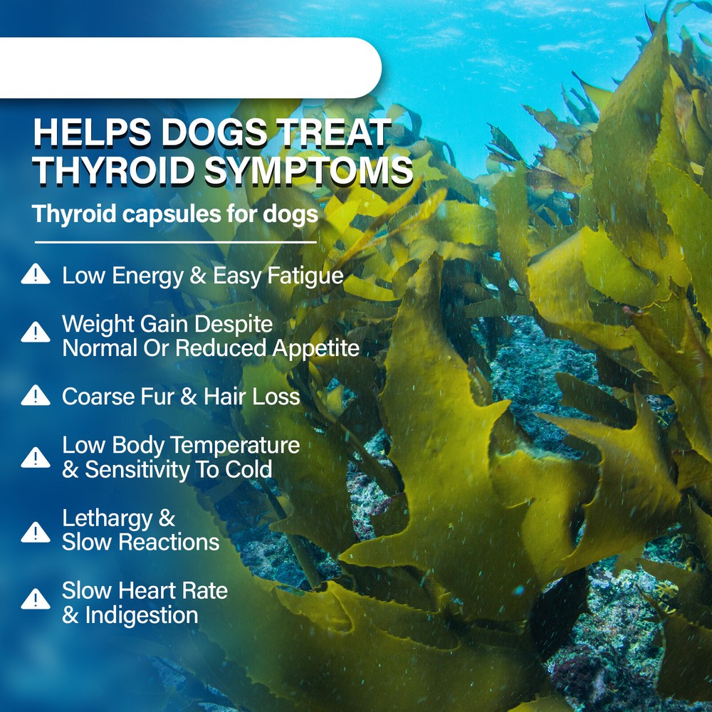 (2 Packs)Thyroid Supplement for Dog,Balanced Thyroid Function,Healthy Metabolism
