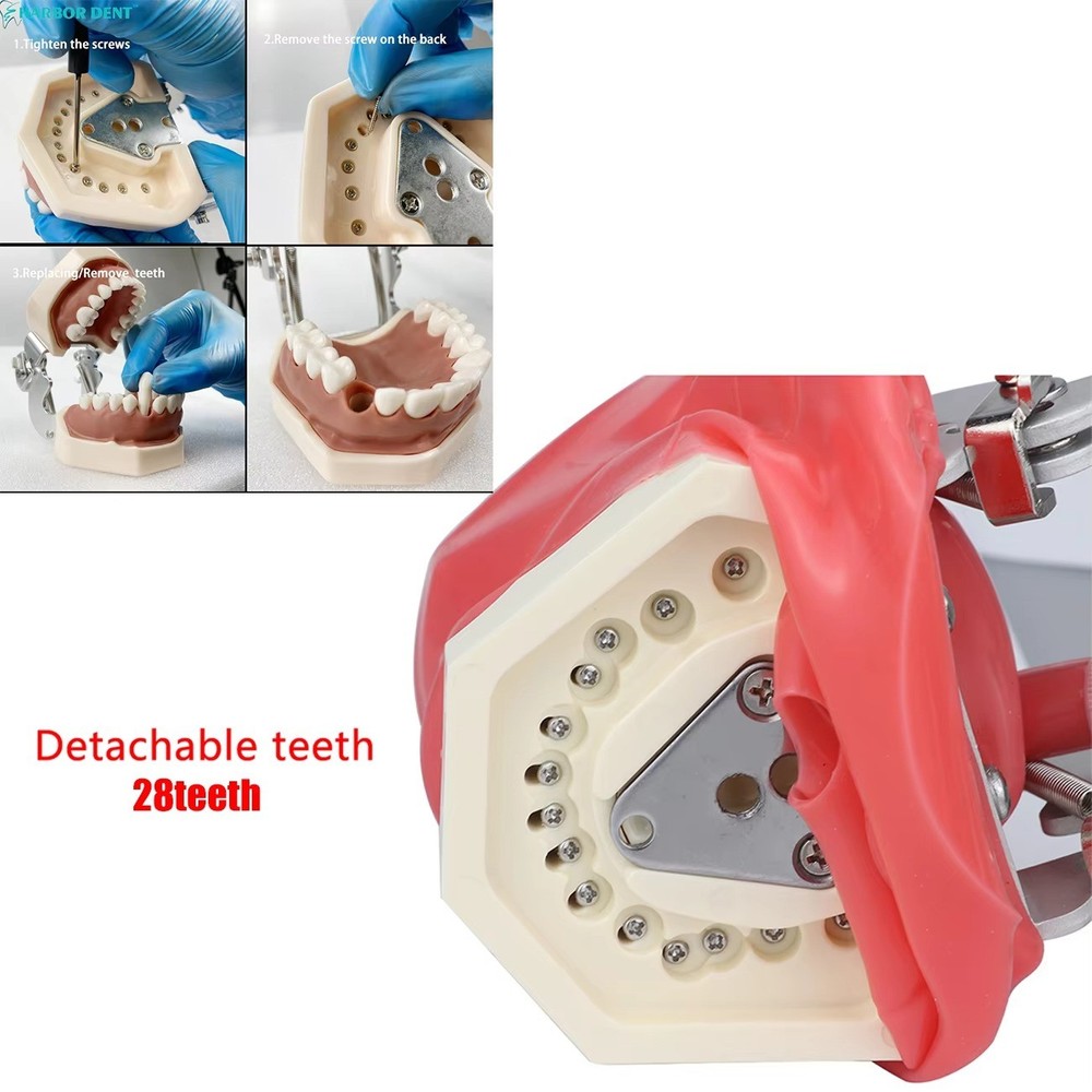 Dental Simulator Mannequin Head Dental Teeth Model Practicing Head Mold