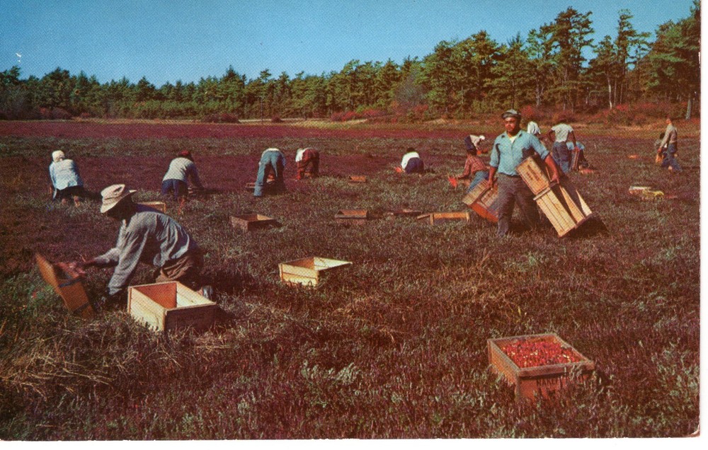 CRANBERRY PICKING TIME, CAPE COD, MA - PC5598