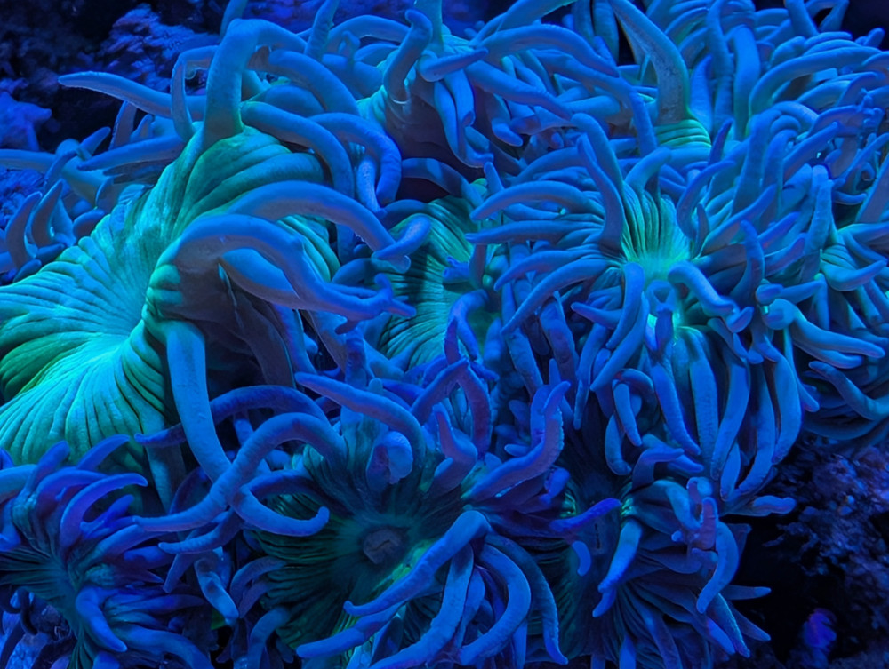 Complete Trace System - 2000 mL- Major and Minor Trace Elements for Reeftanks