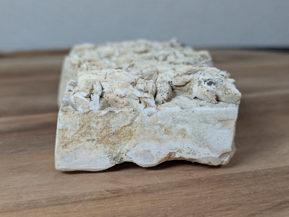 Colony Trace Fossil