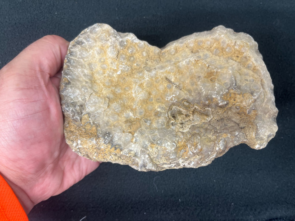 Petoskey Stone Display Specimen Michigan