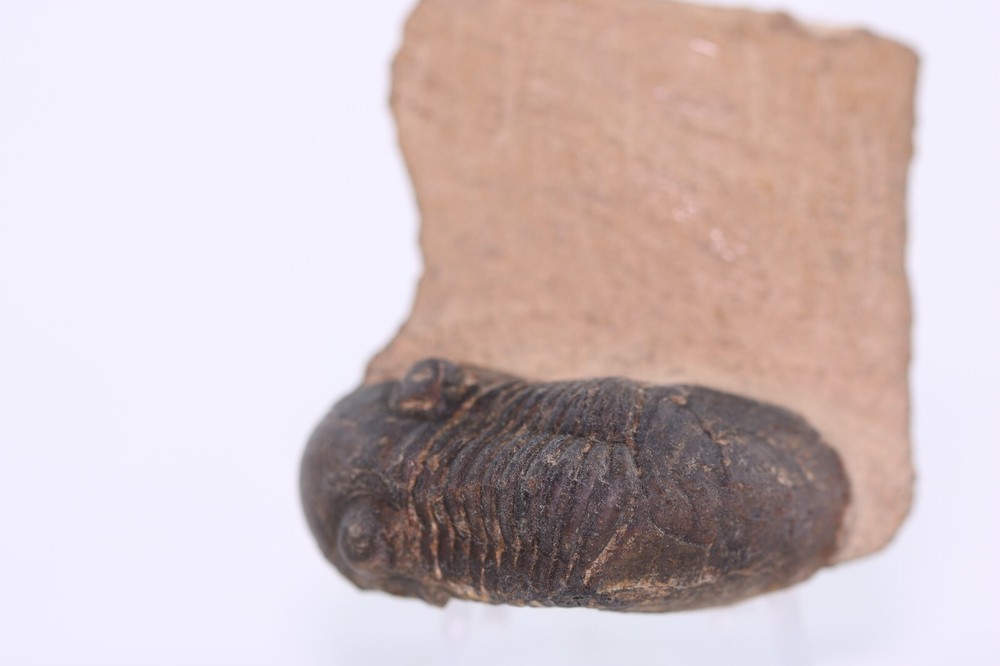 Fossil Trilobite Paralejurus Devonian Morocco COA 5483