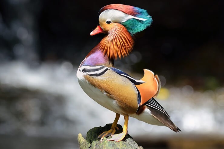 12 Regular SPLIT TO WHITE SINGLES Exotic Mandarin Duck Hatching Eggs SHIPS NOW!!