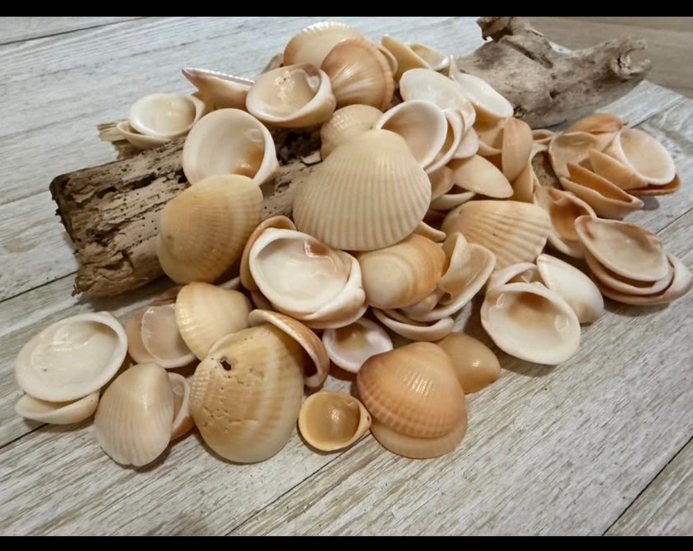 Sea Shells from Southeast Florida Coast
