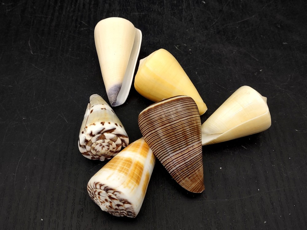Cone Seashell Small Assorted Mix (6 shells approx. 1.5+ inches)
