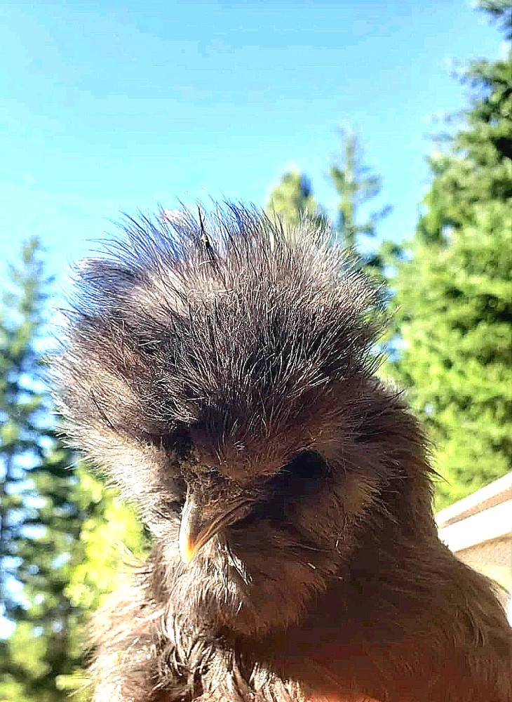 10+ BEAUTIFUL Silkie Hatching Eggs .