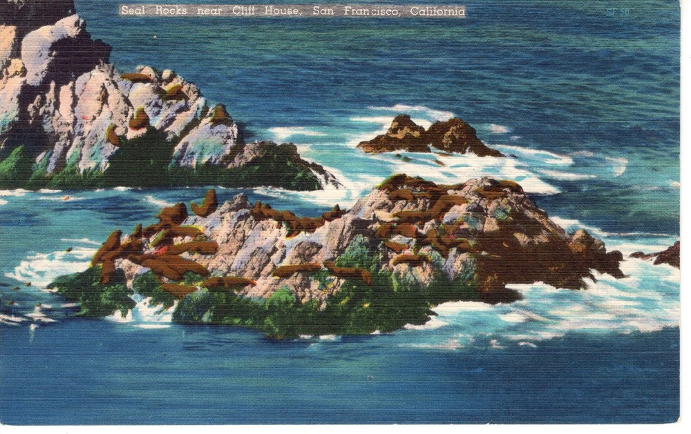 SEALS ON ROCKS, SAN FRANCISCO, CA - PC7325