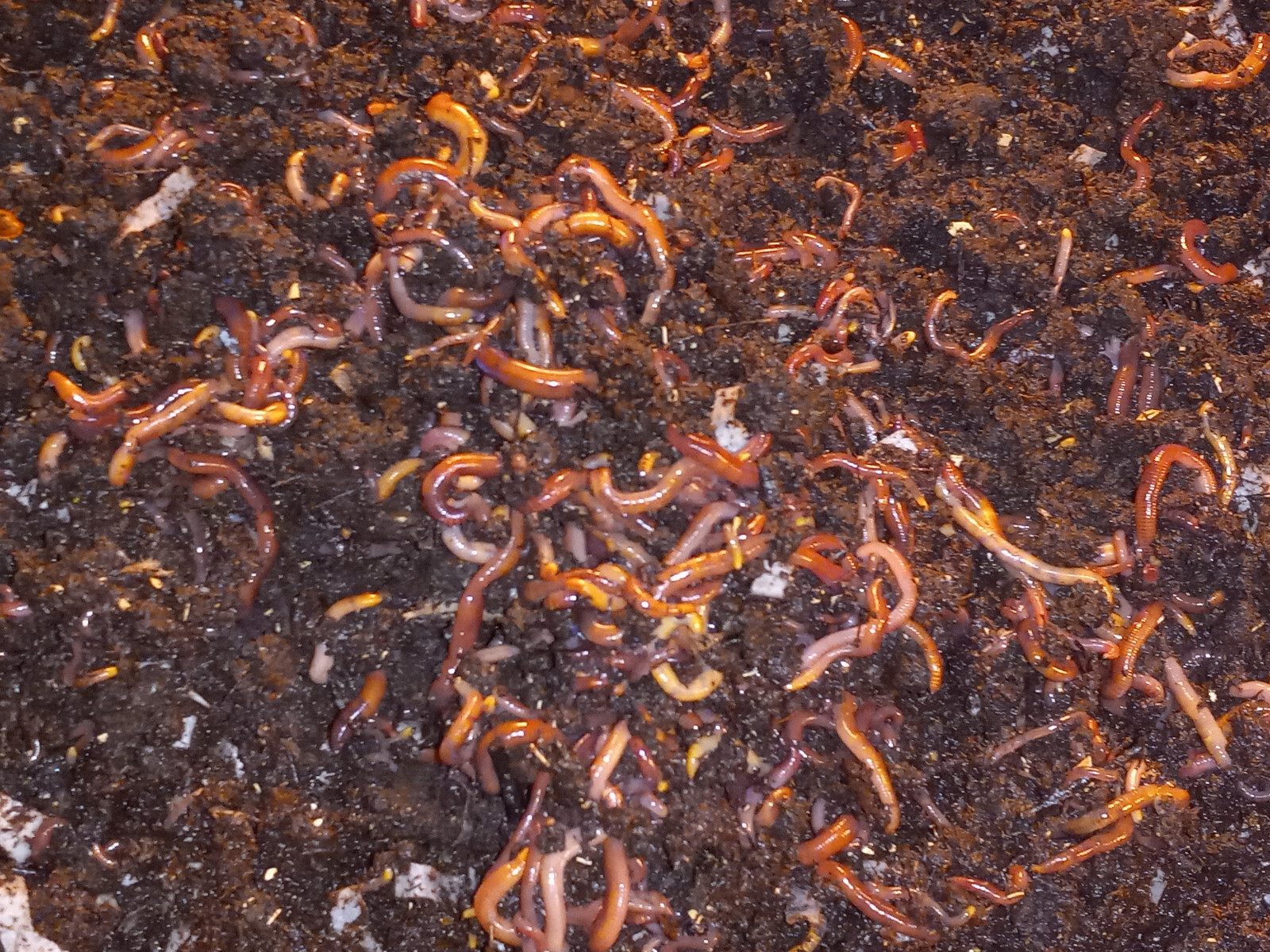 Live Red Wiggler WORMS, Garden Time, Red Wiggler Compost Worms, Red Wigglers
