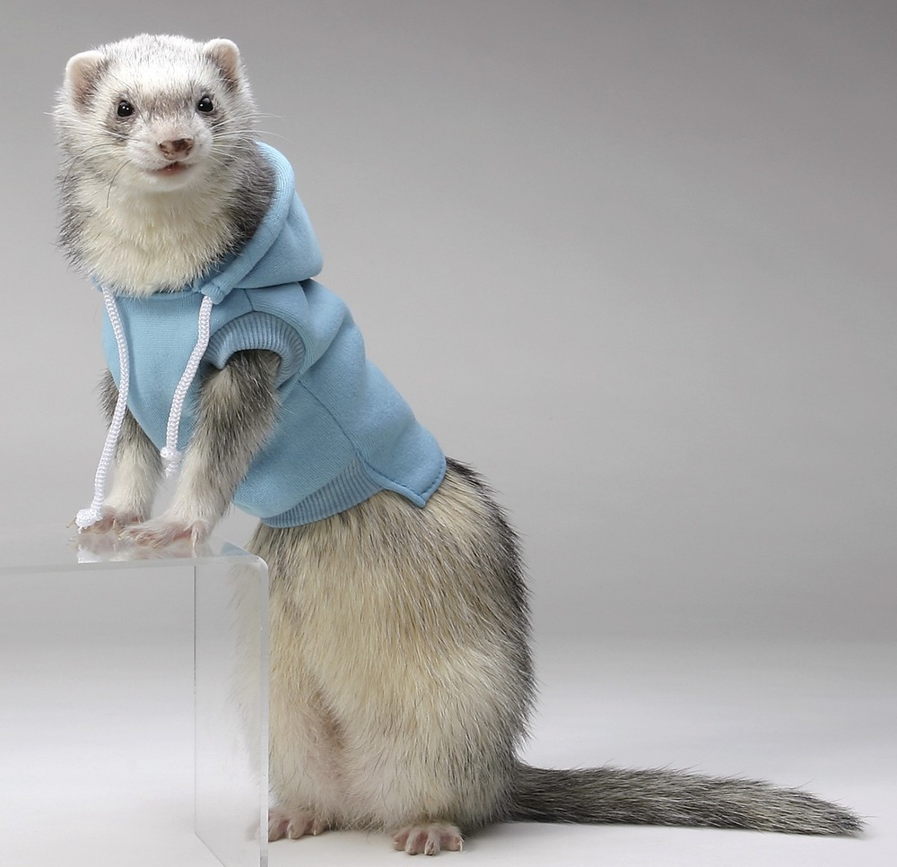 Marshall Ferret Sweatshirt, RED