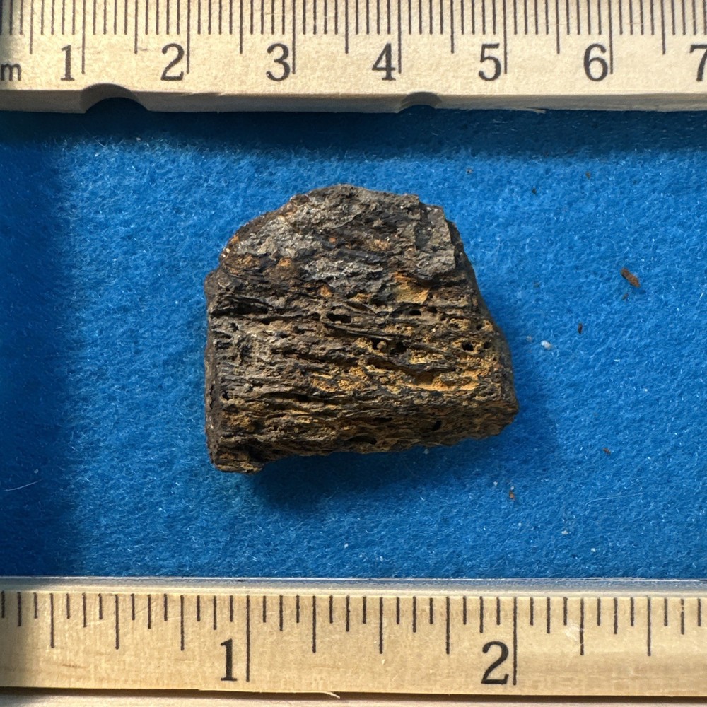 Achelousaurus Extinct Ceratops Dinosaur Bone Fossil in Display Case