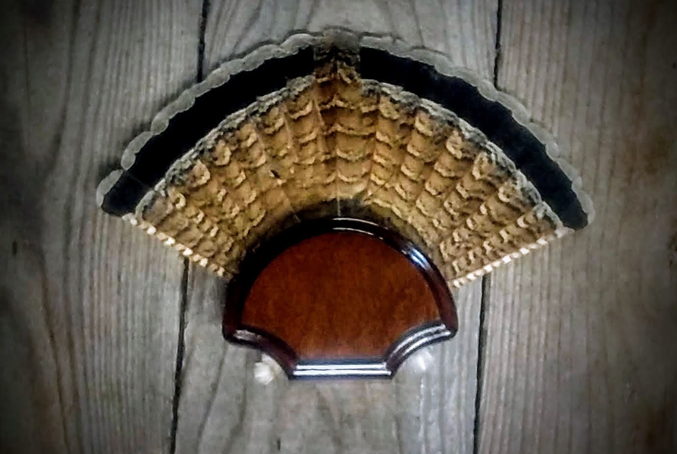 BLACK WALNUT GROUSE FAN TAIL DESK SHELF PANEL PLAQUE TAXIDERMY GROUSE TROPHY