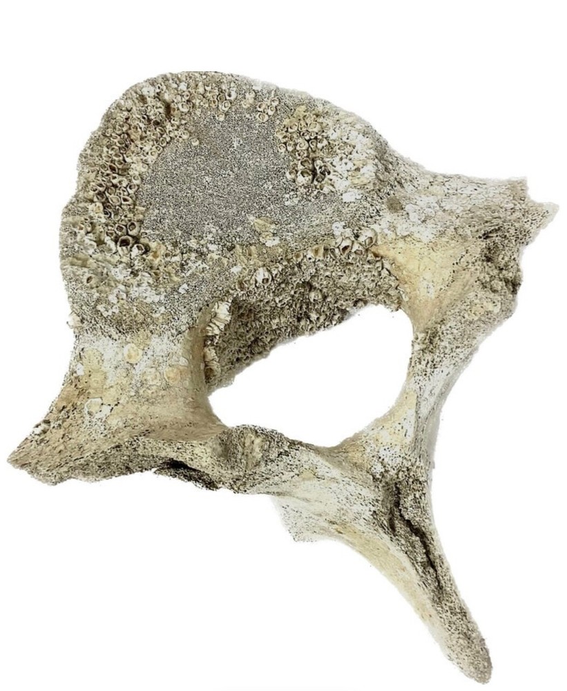 Fossilized Whale Vertebrae #15