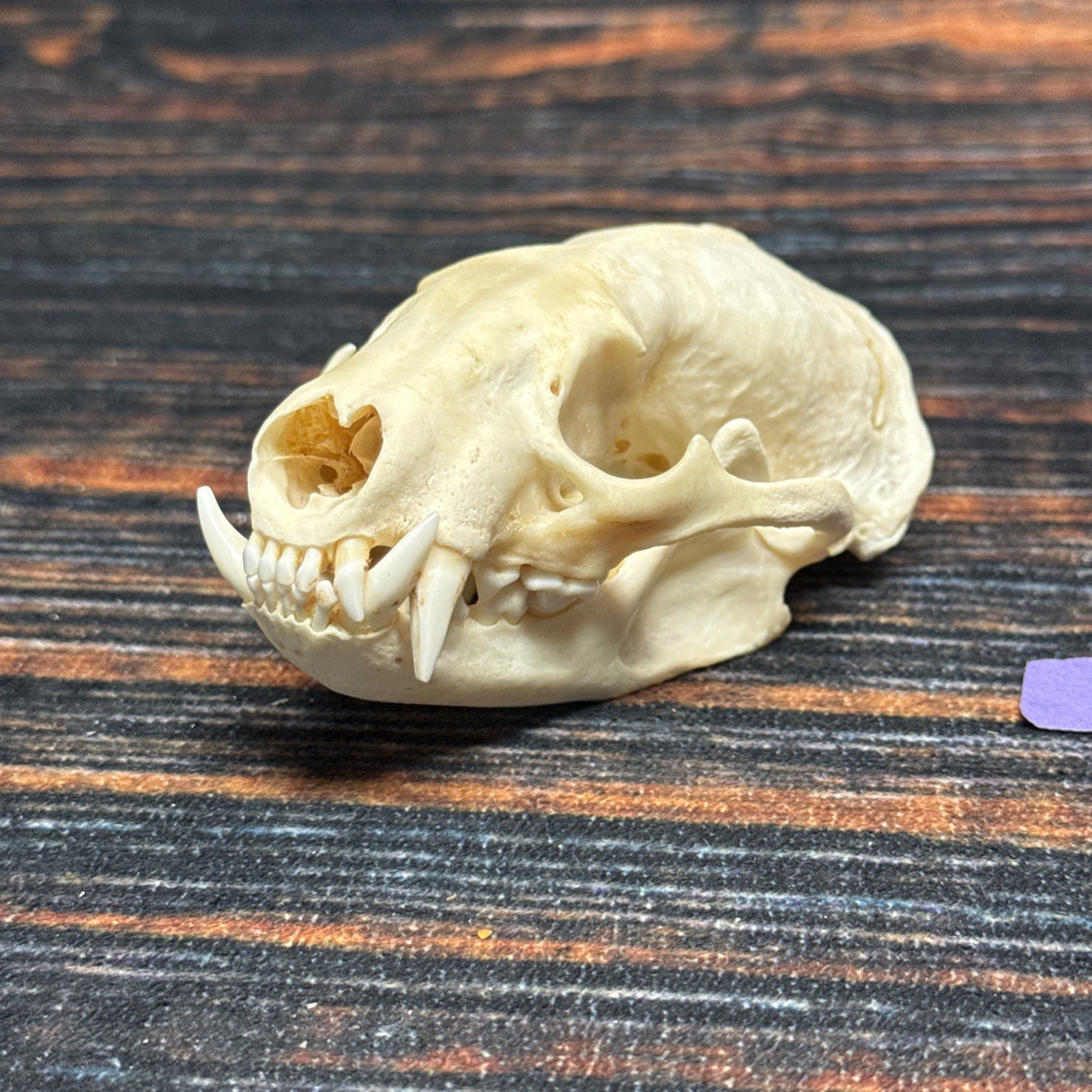 Real XL Badger Skull Unique Gift Halloween Craft Animal Mount Art Model Head Odd