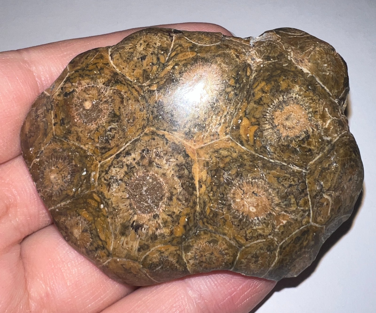 Moroccan Pre Dinosaur Fossil Polished Coral Lot 3 Inches One Per Order