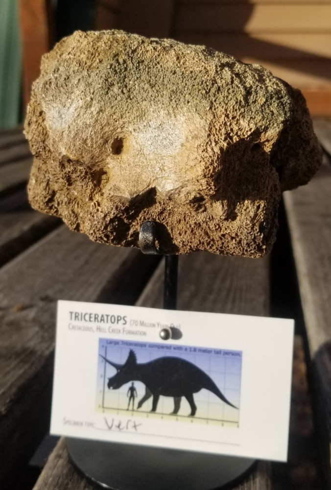 Nice Triceratops Vert Section Fossil Specimen Cretaceous Hell Crk MT Recent Dig