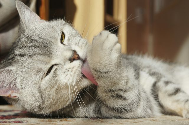 digestive support cats - CAT DIGESTIVE AID - cat acidophilus 2B