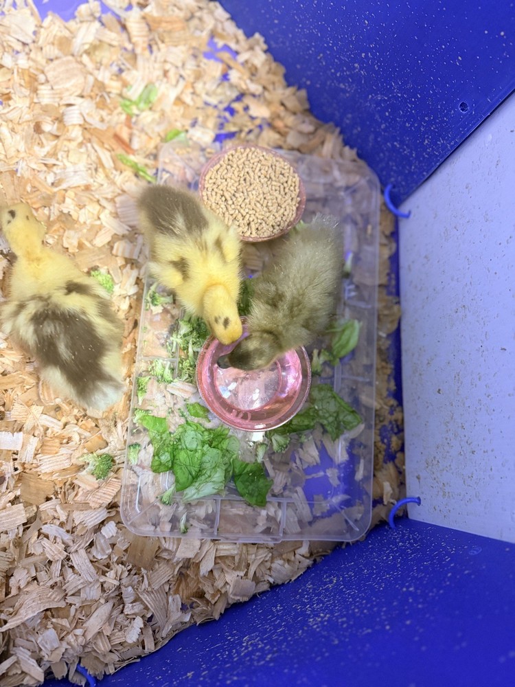 A Dozen duck Mystery Hatching Surprise