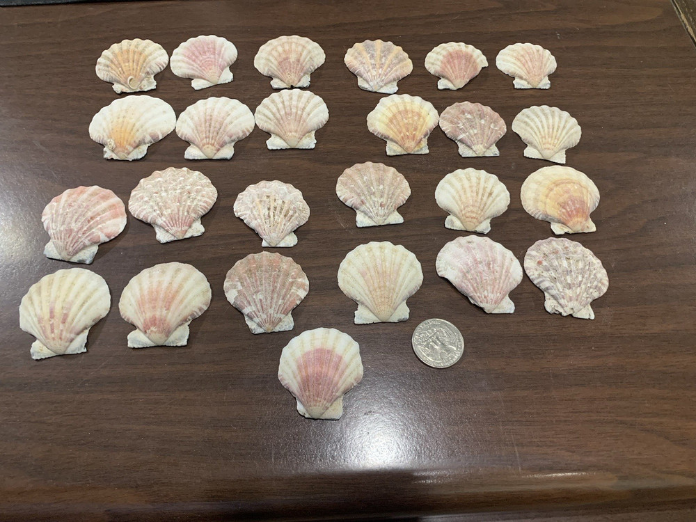 25 Medium Size Various colored Scallop Sea Shells most 2 in