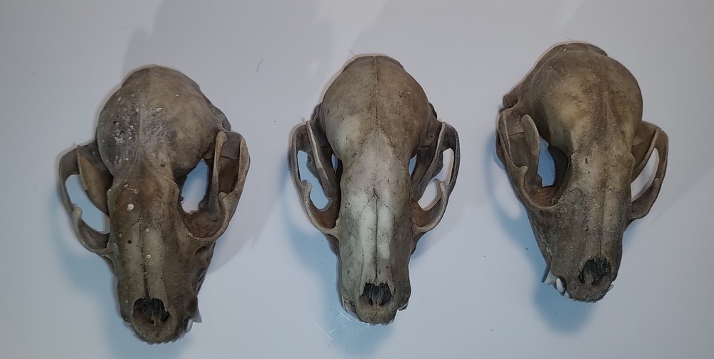 Raccoon Skull (3)