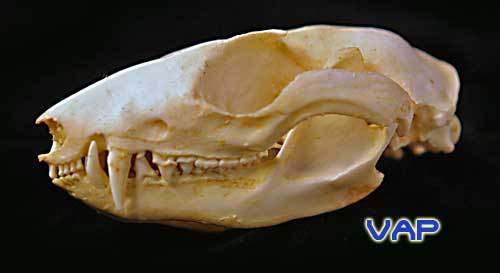 WOOLLY OPOSSUM  SKULL   REPLICA