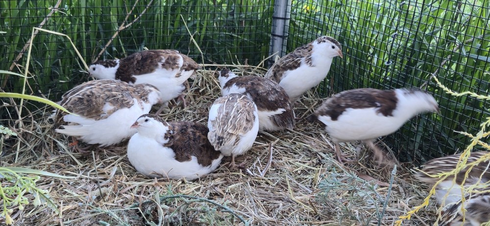 54 Celadon Coturnix Quail Hatching Eggs, True Blue