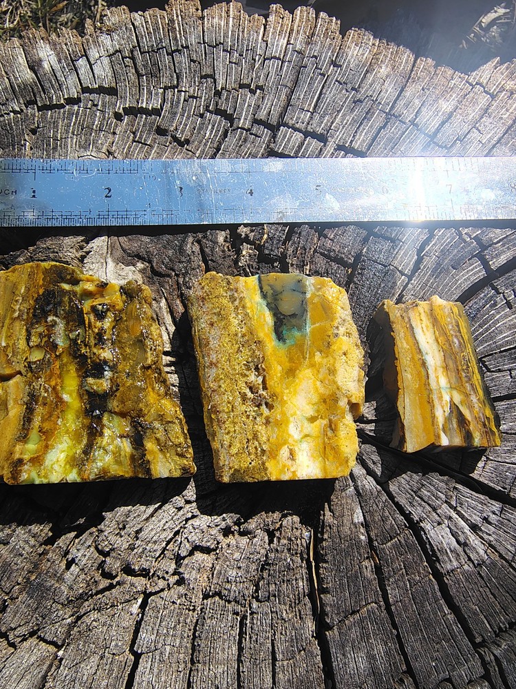 blue opalized petrified wood