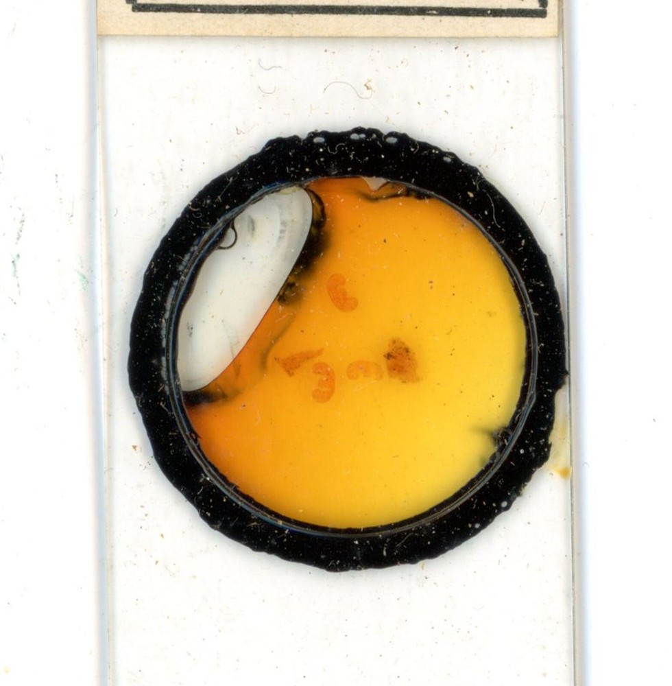 Antique glass Microscope slide Rosemary Leaf sample #16