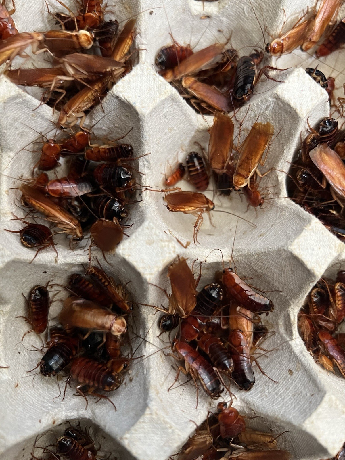 Red Runner Roaches Live Feeders Reptile Food Birds Fish