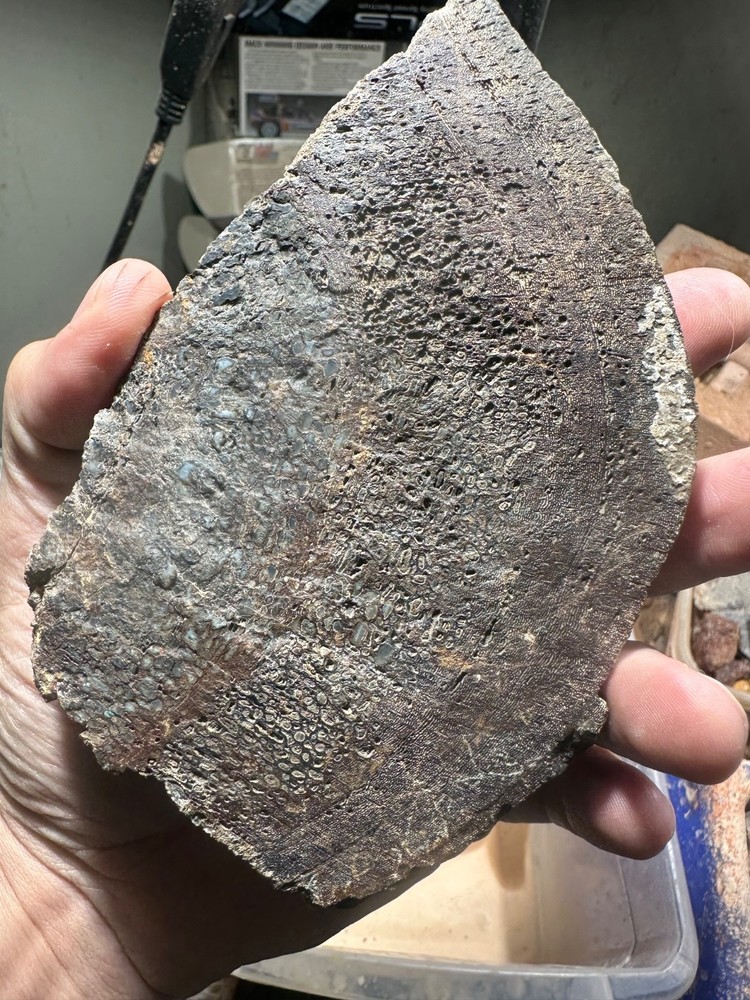 Dinosaur bone rough **hxtled partial vertebrae end cut.