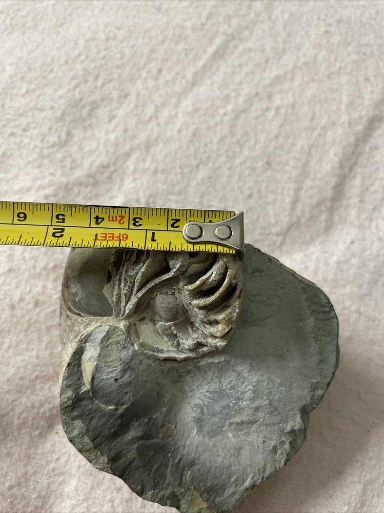 Real Fossil 485 Gr