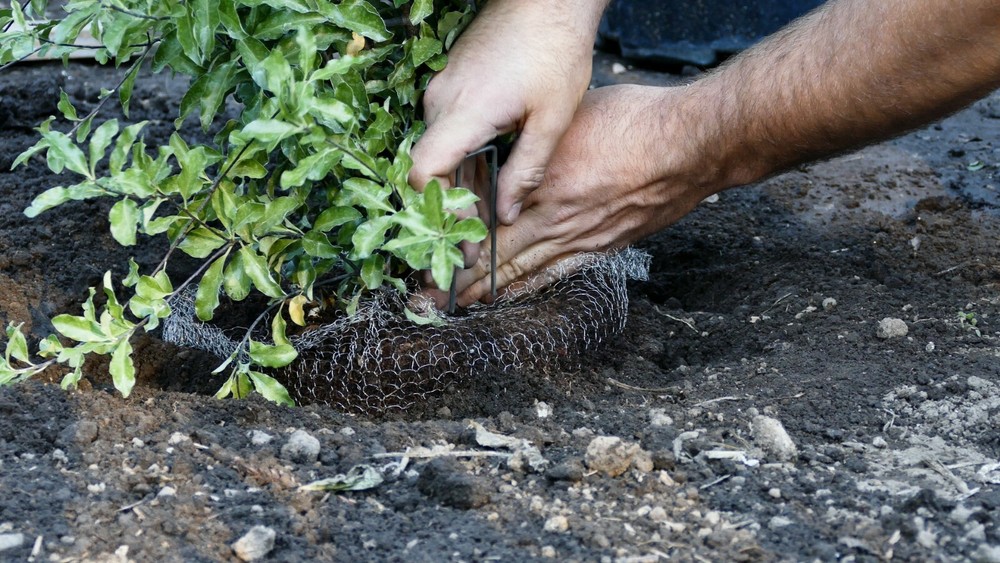 2-Gallon Digger's RootGuardTM Speed Baskets, Gopher Wire Baskets 2-Pack