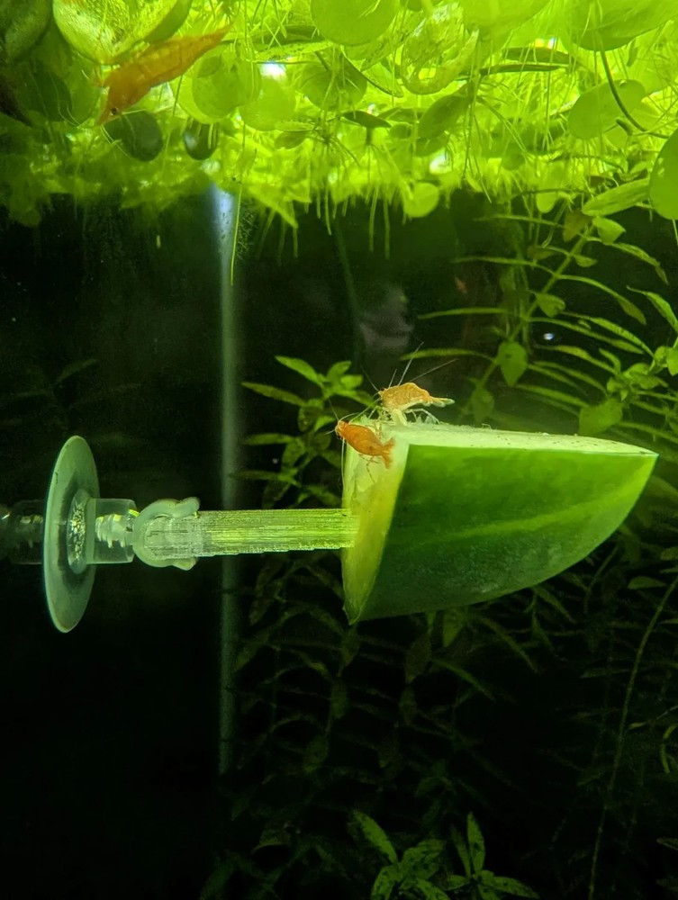 Aquarium Vegetable Skewer - Suction Cup 2 Pack