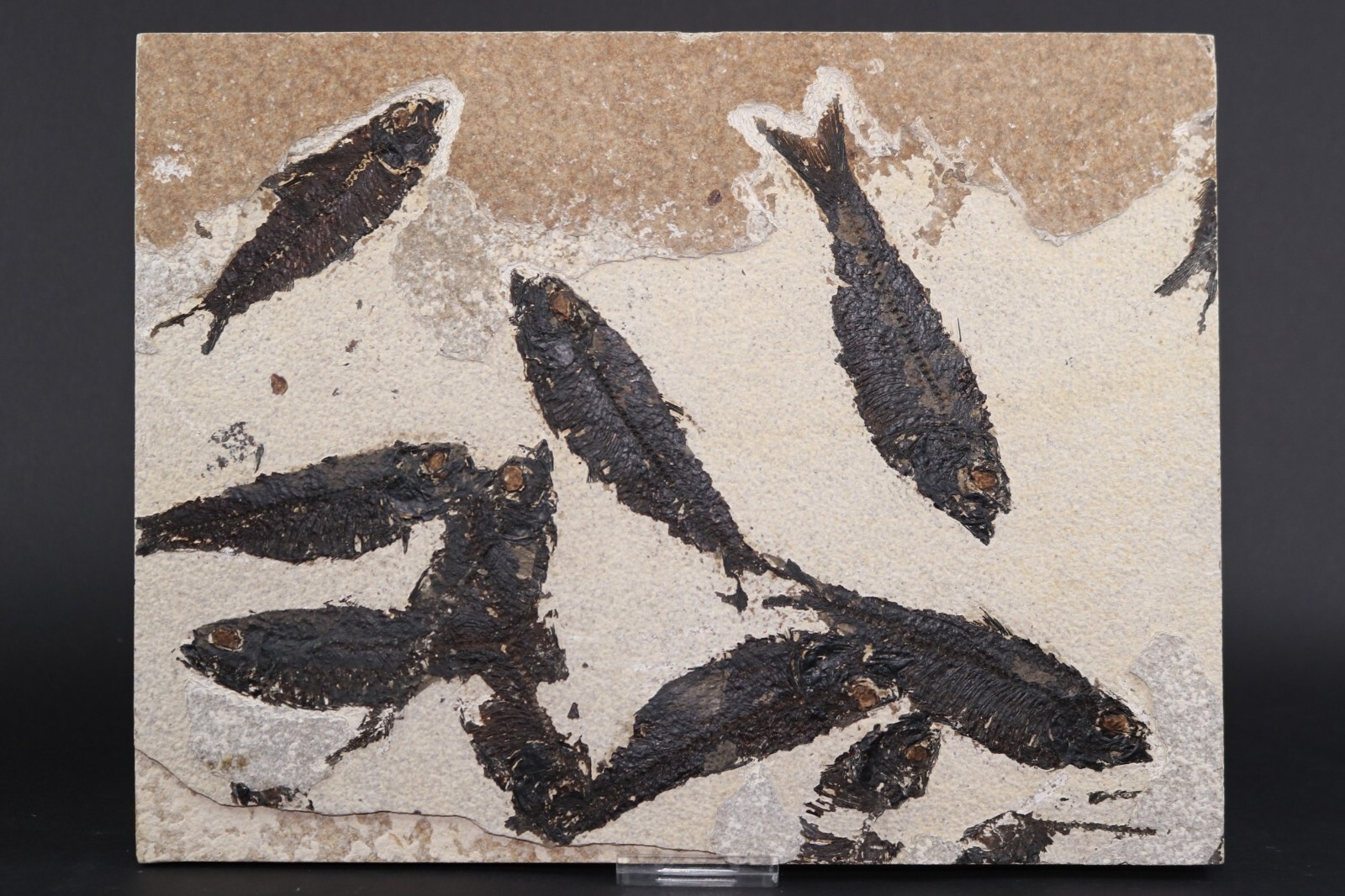 Multi Fossil Fish Mortality Fossil Lake Green River Fm Wyoming WY COA 11763