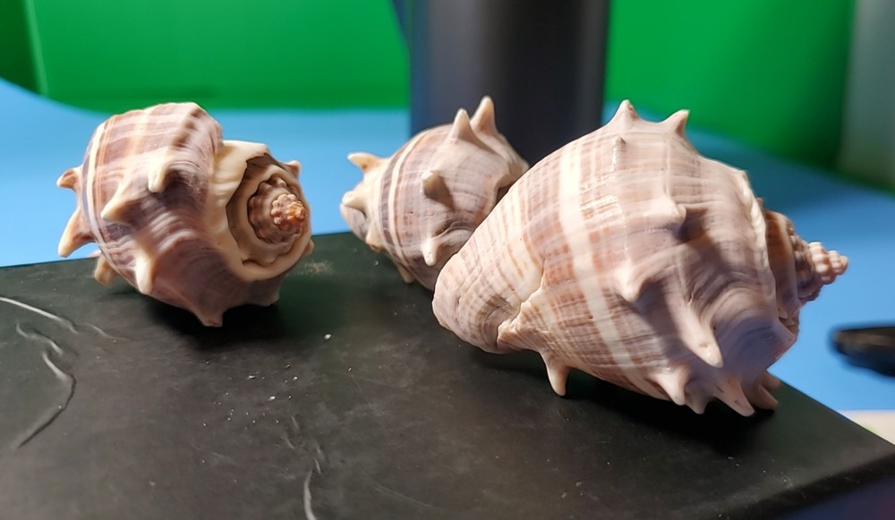 3-MELONGQUA BISPINOSA SEA SHELLS.