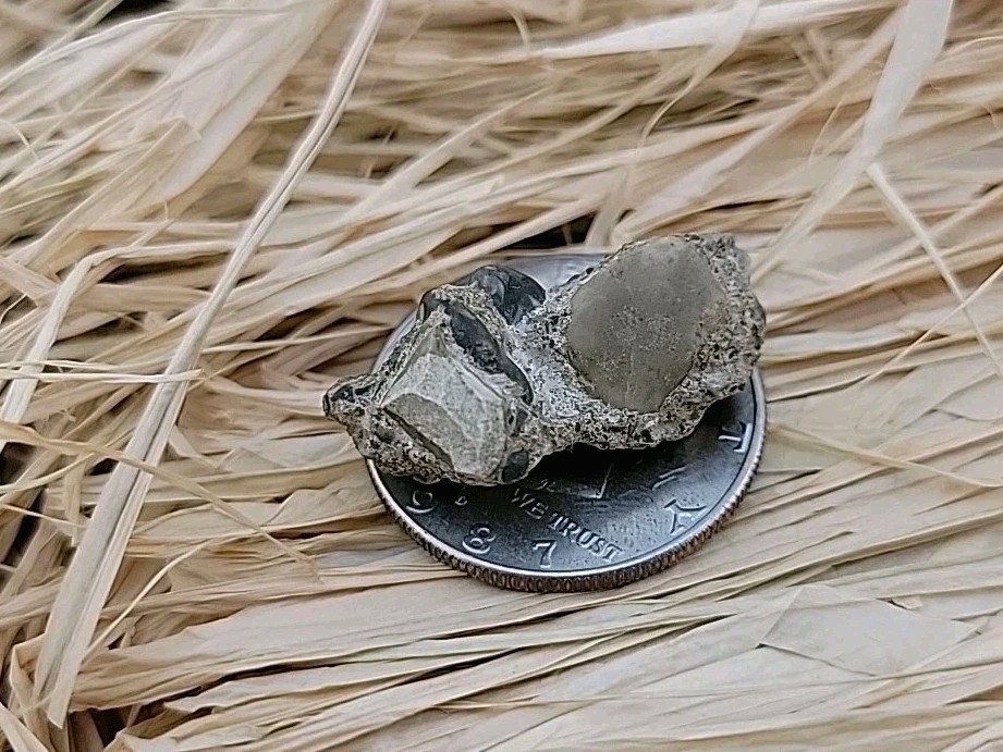 Permineralized Claw Fossil Super Rare
